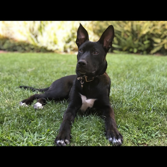 zaza2019